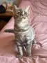 Британски  котета , снимка 6