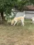 Мъжки на 9 месеца с родословие, снимка 7