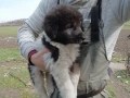 Каракачанско овчарско куче, снимка 4