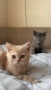 Британски котета , снимка 5