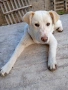 Подарявам бяло кученце, снимка 9