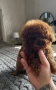 Пудел Той Pudlle toy, снимка 1