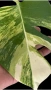 Monstera Marmorata Tricolor , снимка 1