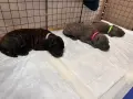 Кане Корсо - Cane Corso кученца, снимка 4