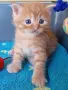 Сибирчета, сибирска котка, сибирски котенца, сибирско коте, хипоалергенни, рижи момчета, снимка 9