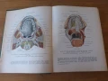 Атлас Анатомия на човека том 2 Синелников, снимка 3