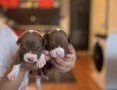 Питбулчета за продажба! 🐾 , снимка 6