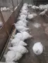 Кокошки                    ., снимка 5