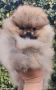 Померан момче, снимка 2