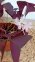 Оксалис Oxalis Triangularis , снимка 6