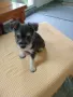 Кученца Цвергшнауцер , снимка 2