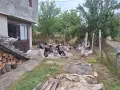 Продавам домашни пуяци  пуйки , снимка 1