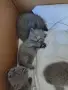 Британски късокосмести котета, снимка 2