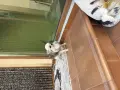 мъжко чихуахуа на 1 година, снимка 4