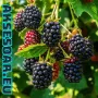 Висококачествени нови семена от хранителна Къпина без бодли Rubus rusticanus 50+ семена антиоксидант, снимка 7