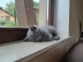 Британска късокосместа, снимка 2