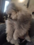 Померан момче, снимка 2
