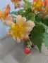 КАСКАДНИ МНОГОГОДИШНИ БЕГОНИ , снимка 1