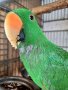 Еклектуси Благороден папагал, снимка 1 - Папагали - 41415366