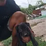 Продават се питбучета!, снимка 4