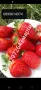 Разсад ягоди , снимка 13
