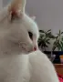 бели котенца, мъжко, женско, снимка 8