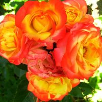 Продавам резници от  5 цвята рози катерливи общо за 10 лева, снимка 2 - Градински цветя и растения - 41246315