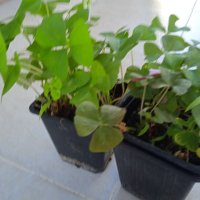Растения детелина , снимка 2 - Стайни растения - 41683593