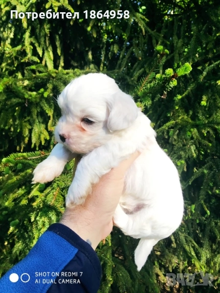 Супер мини Малтийска Болонка Доставка, снимка 1