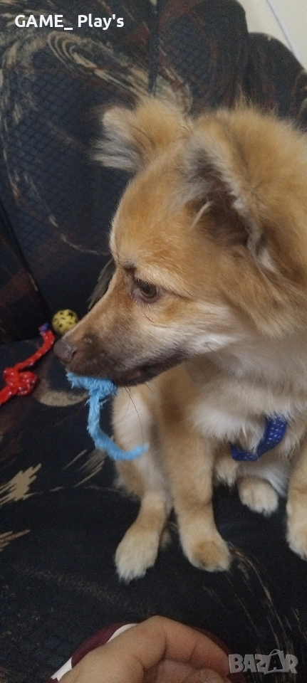 спешно за продажба:Порода шпиц , снимка 1