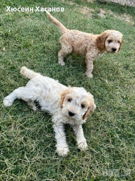 Малки кученца порода логото и кокер, снимка 1