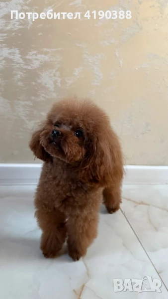 Пудел teacup(Търси момиче), снимка 1