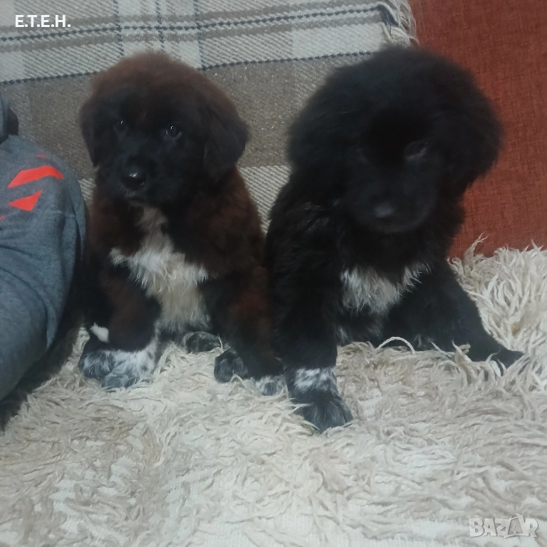 Каракачанка топ кутретата., снимка 1