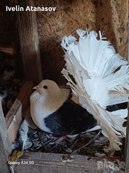 Фенерлии, снимка 1