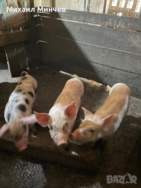 Продавам Прасенца , снимка 1