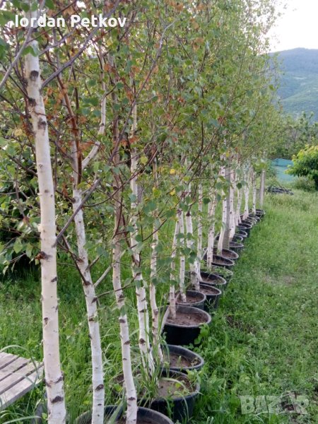 Бреза 0878112507, снимка 1