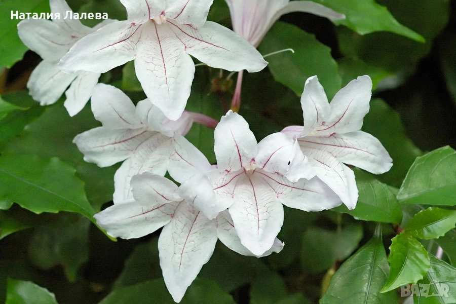 Асистасия, asystasia-bella, macaya bella, снимка 1