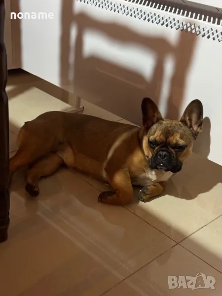френски булдог, снимка 1