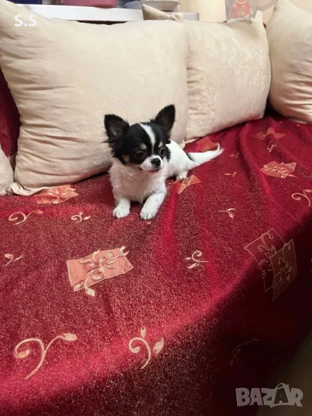 Прекрасно мини момче чихуахуа, снимка 1