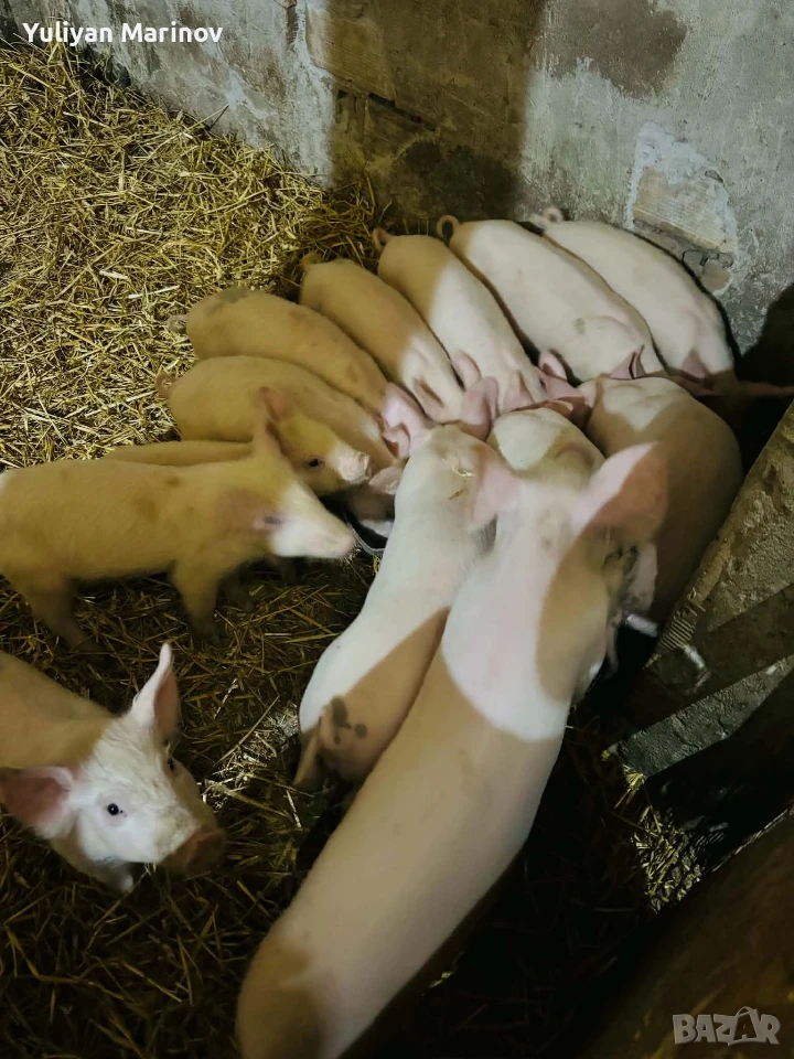 🐷 Малки прасенца търсят нов дом!, снимка 1