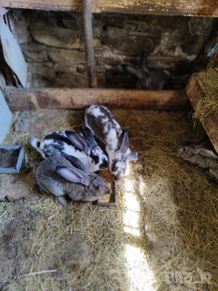 Зайци, снимка 1