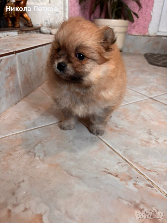 Померан , снимка 1