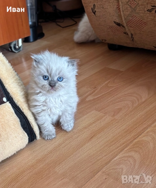 Рагдол/Регдол/Regdol, снимка 1