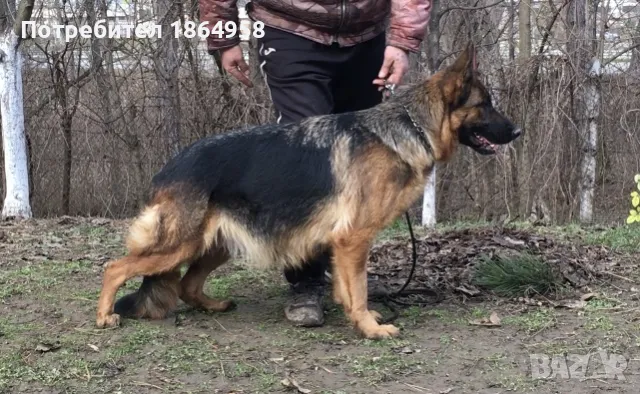 Мъжки Немски Овчарки, снимка 4 - Немска овчарка - 50003277