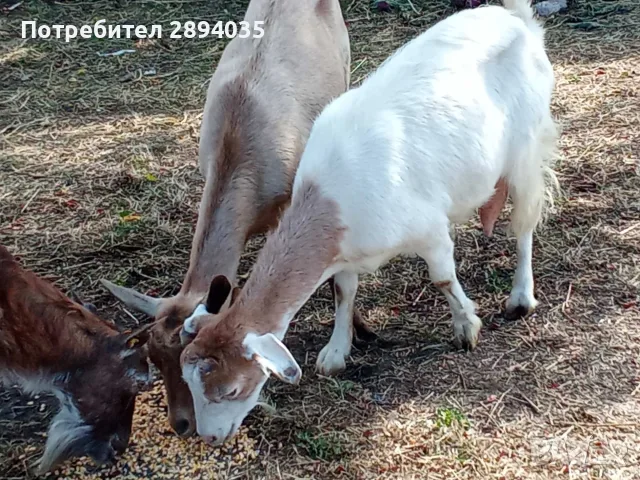 свободни 6 кози + 2 ярета , снимка 11 - Кози - 56250511