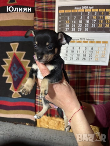 Пинчерчета , снимка 4 - Пинчер - 53748009