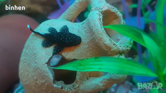 Звездни сомове 5-6см., снимка 1