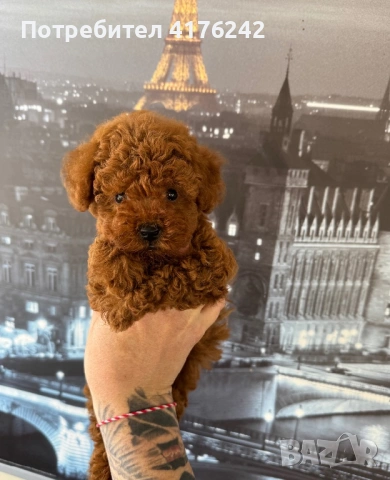 Пуделчета,той., снимка 3 - Пудели - 52576651