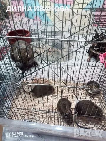 Катерички дегу, снимка 12 - Други - 48394298