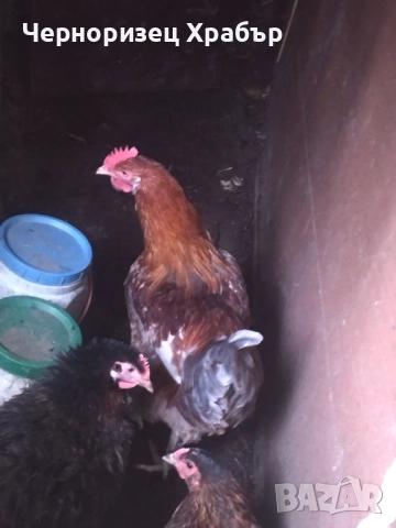 Домашни петли , снимка 5 - Кокошки и пуйки - 52431887